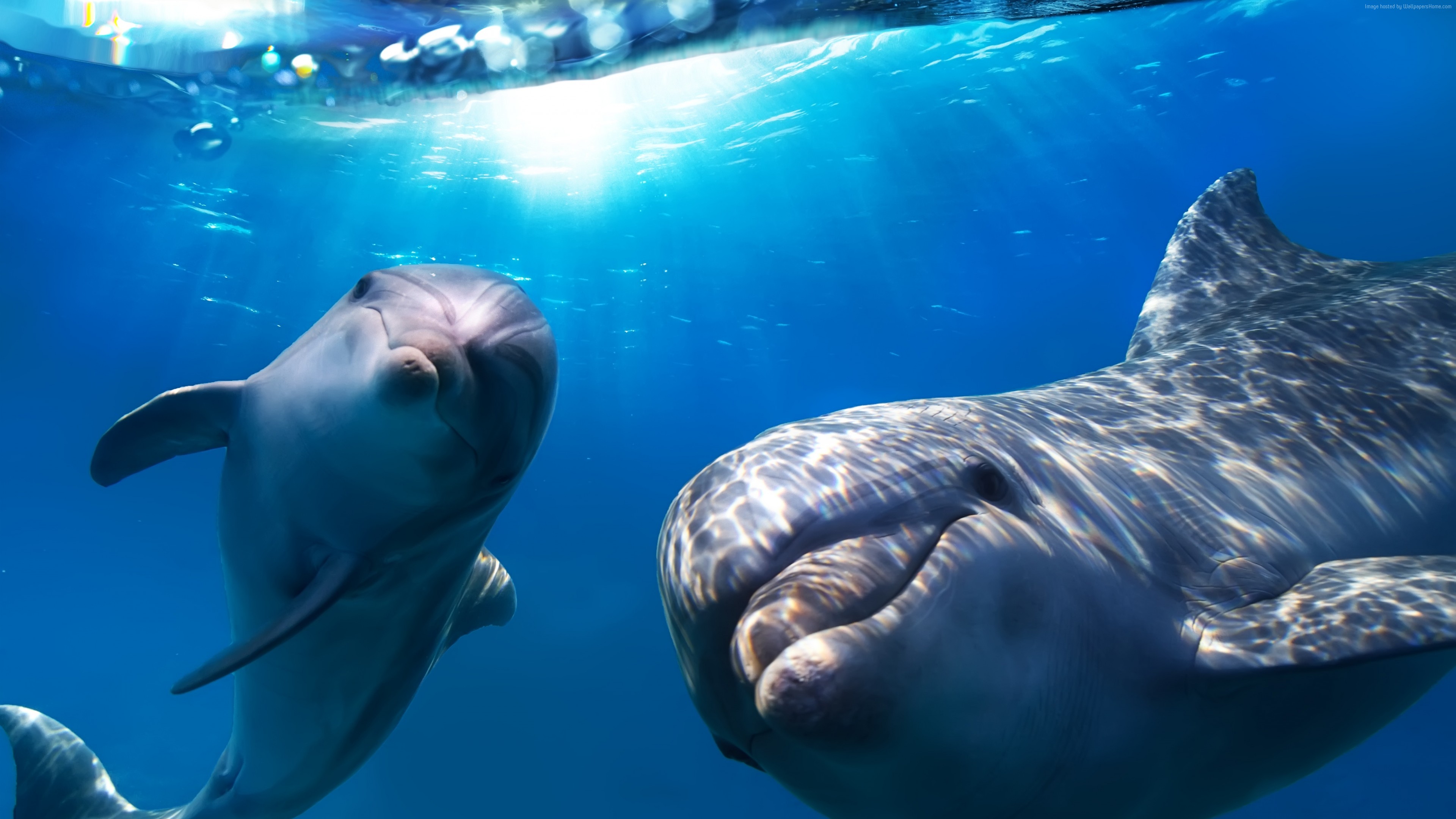 Wallpaper Dolphin, underwater, Best Diving Sites, Travel